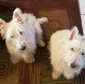 Meet your Posher, Steve